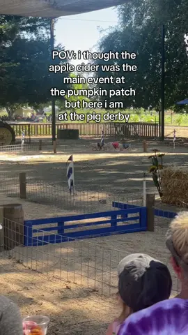 I would die for pig # 7. 🏁🐷#autumn #pumpkinpatch #pigrace #thingstodoinsacramento #fallaesthetic 