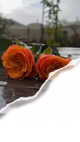 جعل الله صباحكم سعاده وراحه بال 🌹🌹#دعاء_الصباح #صباح_الخير #اصبحنا_واصبح_الملك_لله #fup #foryoupage 