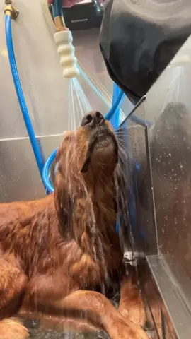 Dancing in MLEMbember #goldenretriever #tuckinthetub #fyp 