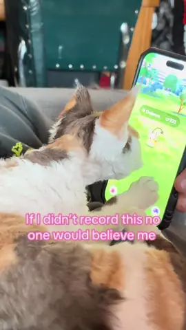 She’s in training to get shinies #pokemon #kitten #funny #pokemongo #pokemontiktok 