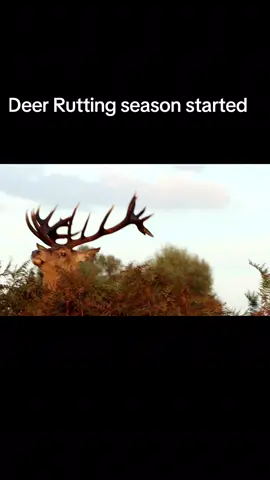 Guys, deer Rutting season started already, make sure keep the 50 meter distance from the stag ☠️  They'll get very aggressive during the Rutt season  happy photography  #deer #ruttingseason #fyp #UK #viral 