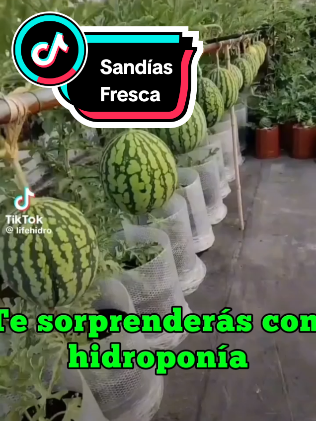 #CapCut #hidroponia #hidroponialatinoamerica #hidroponiaencasa #hidroponiaparaguay 