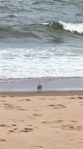 Dreaming seagull 😍🤩 #seagull #ocean #fyf #fyp #fypシ 