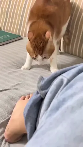 pagi pagi liat kaki langsung exited si oyen mah 😂😂😂 #fyp #tiktokviral #funny  #kucing #kucinglucu 