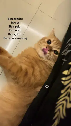 #cats 
