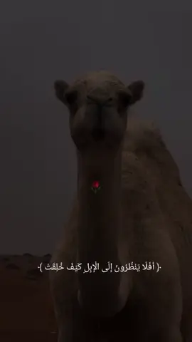 🤍 صدق الله العظيم  #قران_كريم @[ياسر الدوسري] 