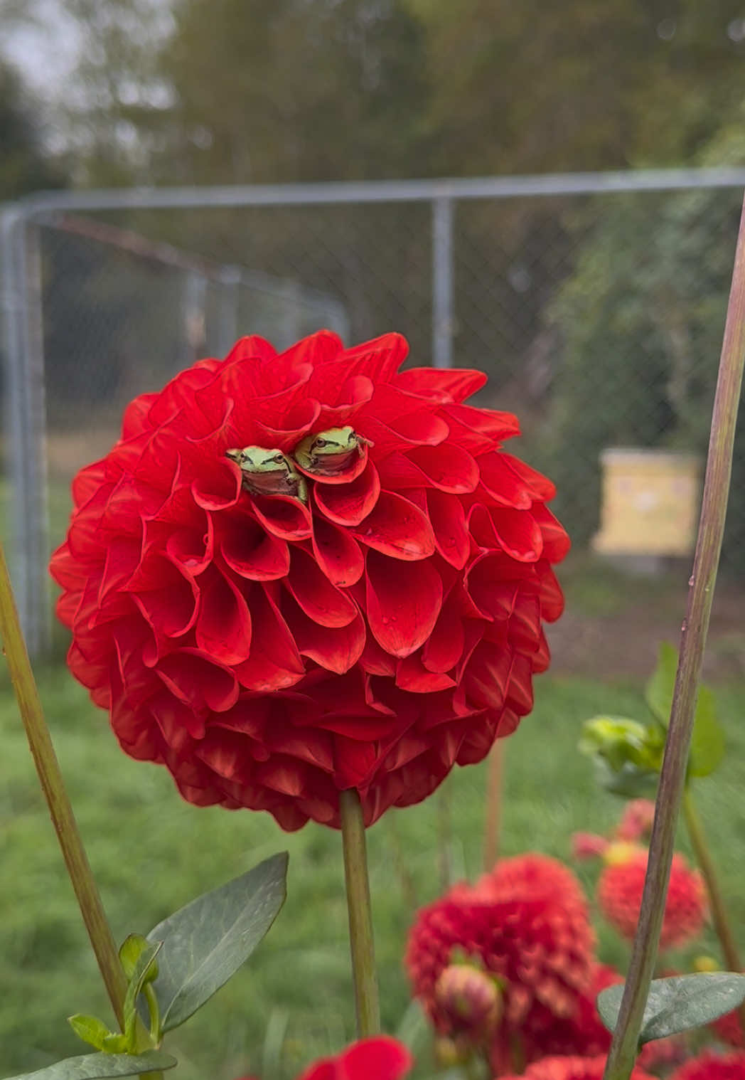 frog in red.  #fyp #dahlia #frog #pnw #garden