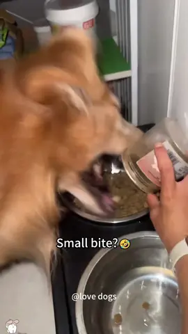 Samll bite 🤣🐶#dog #dogtok #fyp #funny #usa 
