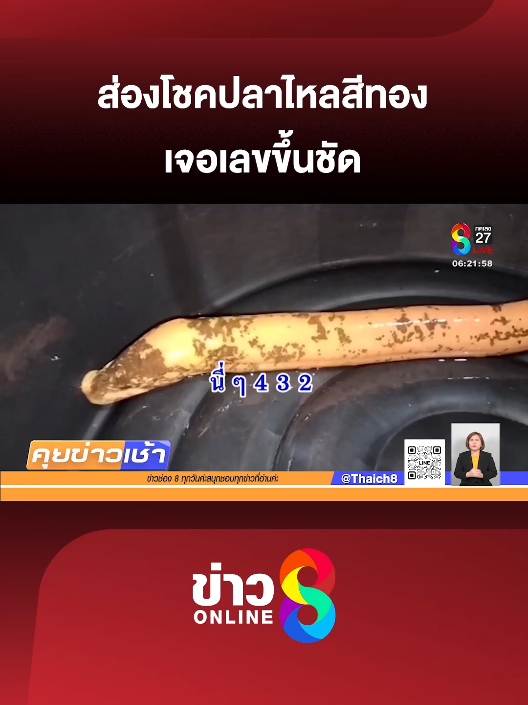 เหล่านักเสี่ยงโชคพากันไปส่องหาเลข กับปลาไหลสีทอง หลังทราบว่าให้โชคมาแล้วหลายงวด (15 ก.ย. 68) #คุยข่าวเช้าช่อง8 #สัตว์แปลก #สัตว์ให้โชค #ข่าววันนี้  #ข่าวช่อง8 #ข่าวช่อง8ที่นี่ของจริง #ข่าวออนไลน์ช่อง8 #ข่าวtiktok
