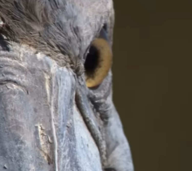 #SHOEBILL !! These little dinosaur ah birds  Requested by: @ɴxᴛɪᴄᴇᴠ ͛ ͛  #fyp #bepatient #blowthisup #blowup 