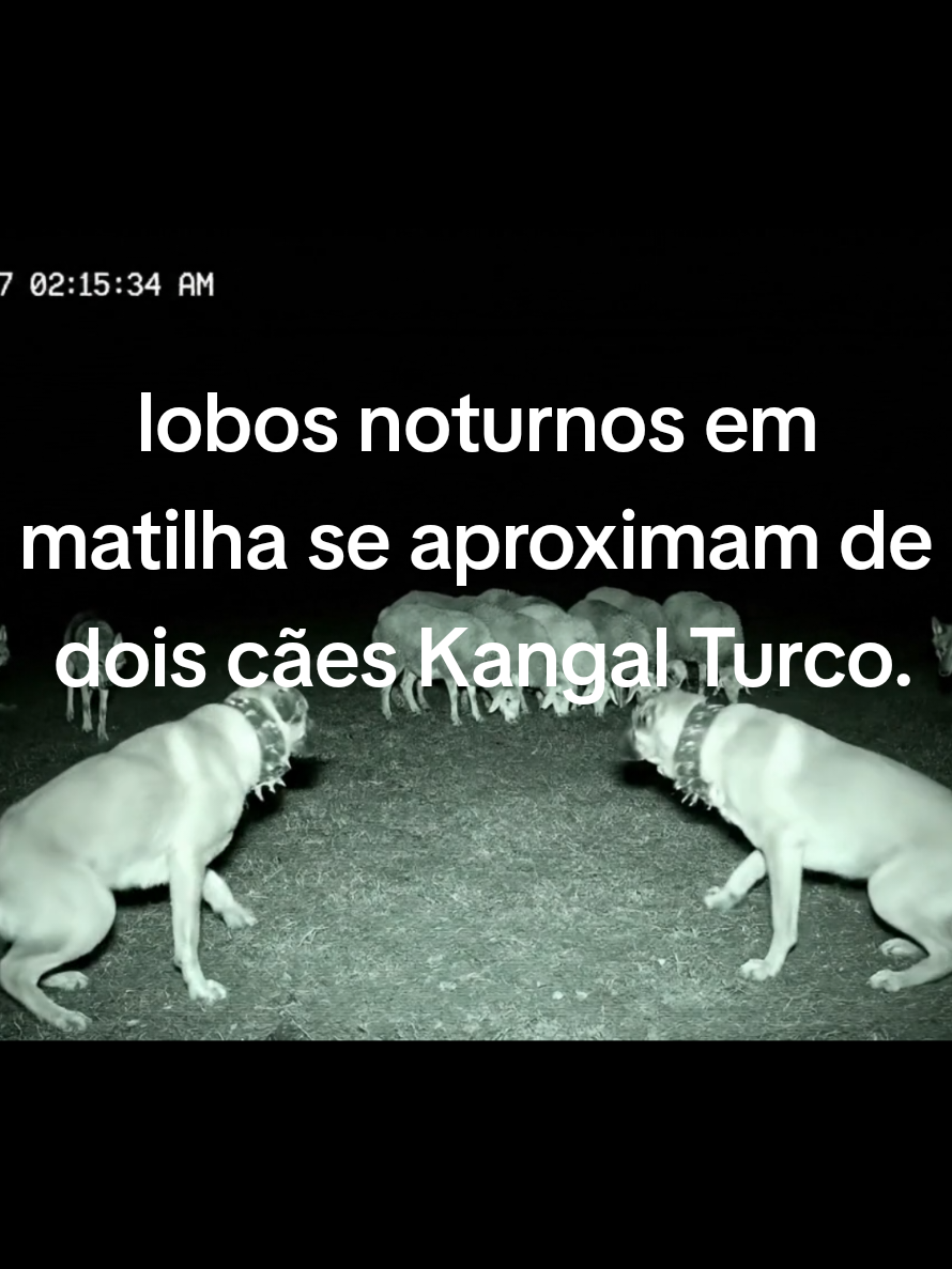 Lobos noturnos em matilha furtivamente se aproximam de rebanho de ovelhas, onde dois cães Kangal Turco faziam a guarda.#wolf #kangal #wolves #ninghtvision #çapar 