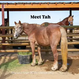 Now named Tah, YOU SAVED HER! She is now SAFE— NEVER to pull a carriage EVER again. This girl was a carriage horse who, somewhere in the country, carried people behind her from point A to B, in a major city somewhere here in the country. Her long tale, shorter demeanor, collar scars, face scars ALL tell a story of her past and her doing what was asked of her.. ONLY TO BE DUMPED, SOLD, BOUGHT BY THE KILL PEN TO SHIP TO SLAUGHTER.  Her entire life of love and loyalty meant nothing. WELL, it means something to us! She made it to California and wjll now have the time she needs to decompress, get healthy and just BE. Thank YOU all for giving her this! YOU are her hero! Tomorrow I’ll be sending out the newsletter which is going to be massive — if you aren’t a subscriber yet head to the theGiftedhorses.com If you want the chance to have your question featured in it being answered drop them below! Whether it’s personal, rescue related, auction related, anything stands a chance!  I’m excited to share all the information with you that’s been weighing on me to get out to all of YOU! HAPPY SUNDAY! ❤️