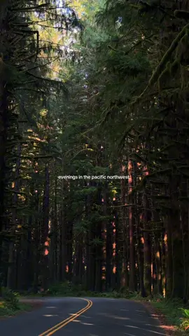 forest therapy 🤍 #pnw #naturetravel #peacefulplaces #olympicnationalpark #twilight 