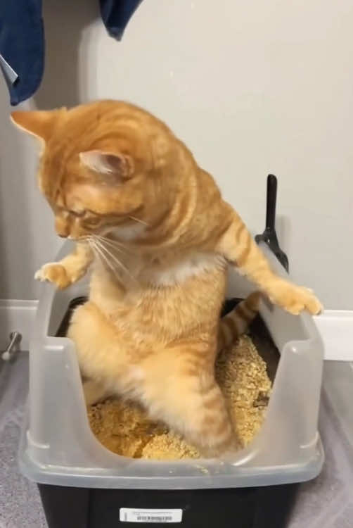 Orange Cat Action 😹🐱 #cat #funny #funnyvideos #catsoftiktok #fyp 