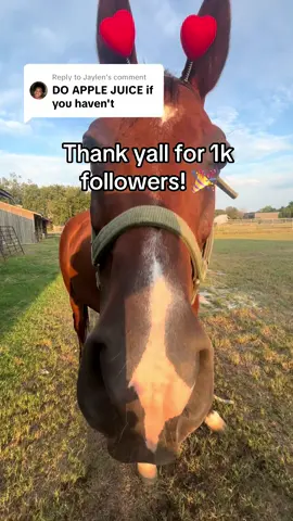 Replying to @Jaylen  appie juice for honse!  #horses #horse #horsetok #fyp #foryou 