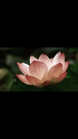 Cái mà vô thường nhất lại chính là lòng dạ con người..#chualanh #binhyen #hoasen #phatphapnhiemmau 