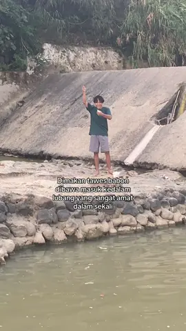 Asli babon #mancing #tawes #babon #fyp #fishing 