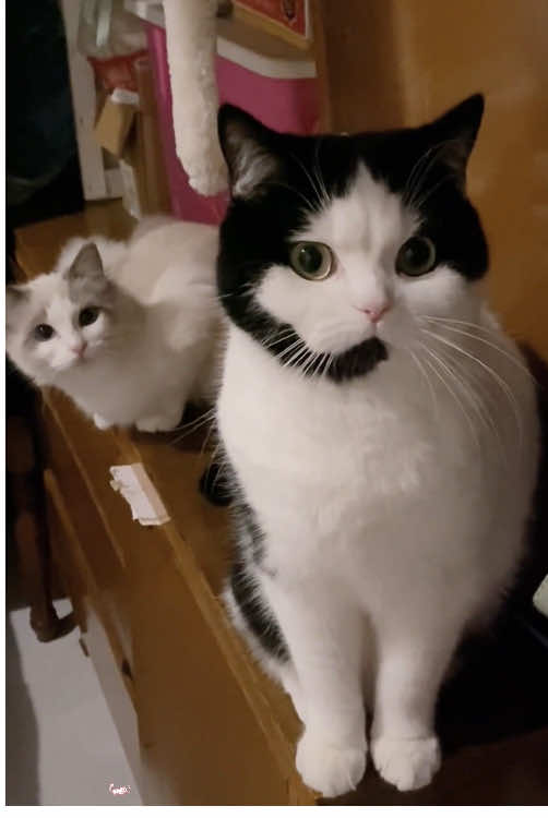 A unique cat 🐱 #funny #cat #video #cute #catsoftiktok 
