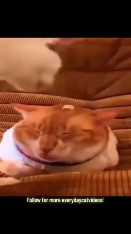 The cat has many forms. It is often said a cat is a fluid for this reason. This cat has formed into a table. #everydaycatvideos #cat #tf2 #funnyanimals #fyp 