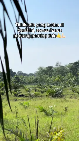 #storysawit #petanisawit #sawitontiktok #sawitriau #sawitkalimantan 