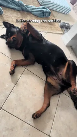 Such a tough life 😂 #rottweiler #rottie #funnydog #funnydogvideos #rottweilersoftiktok 