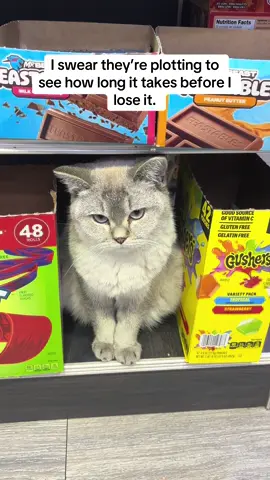 Why do my cats love giving me heart attacks?!#viral #catsoftiktok #catdad #catlover #fyp 