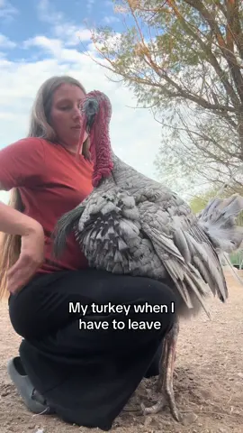 I have to say bye & give hugs at least twice before I leave 😂 #blutheturkey #farmlife #fyp #turkey #fypシ 