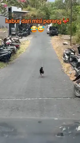 kabur dari misi😂😅 #viral #ypシ゚ #viral?fypシforyoupage😌  #salamsatuhobby🙏🙏🐓🐓 