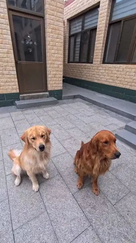 #犬 #dog 