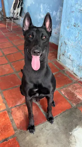 Chuyến này đi 1 năm về 2 lần luôn kkk 😆#dogsoftiktok #cún #thúcưng #huấnluyệnchó #dogs #fyp #malinois #dogtrainingtricks 