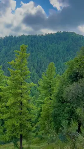 Tirah valley Orakzai Ali khel Top ⛰️🌸 #tirahvalley #explore #foryoupage #naturevibes #shahab_afridi313 