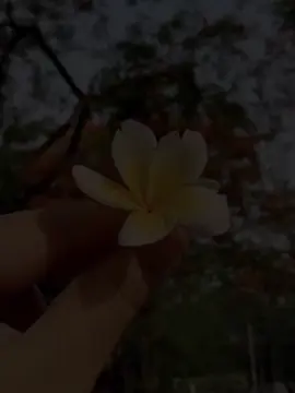 😫🎀 #foryou #fppppppppppppppppppp #কাঠগোলাপ #tiktok 