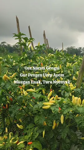 ayem ponan panen, rego larang tambah ayem neh bolo #fyp #petani #petanicabai #petanicabe #petanimuda 