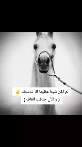 #خيل_وخياله🐎 #خيول_عربية_اصيلة_🌹💙  #اقتباسات_عبارات_خواطر🖤  #مجرد________ذووووووق🎶🎵💞  #المصمم_بوهيبه🎬بوهيبه🎵 