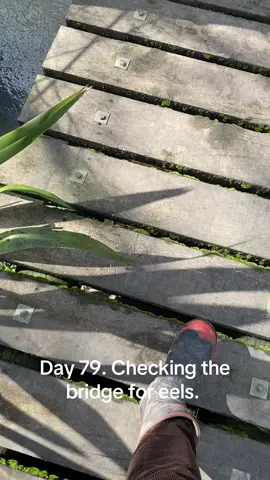 September 15th. #eeltok #eelcheck #eel #eelfeels #bridgecheck 