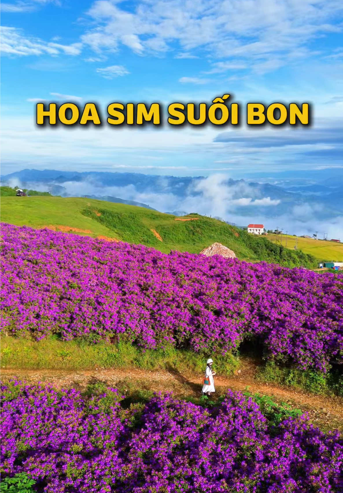 Đồi sim tầm giờ chắc giờ mấy trăm nàng thơ 😂  #phuongoii #phuongdidau #reviewmocchau #hoasimsuoibon #suoibonvanho 