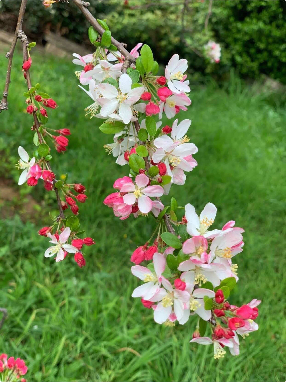 Hoa đẹp là hoa ở trên cây…. #cherryblossom #nhachaymoingay #nhactamtrang #xuhuong 