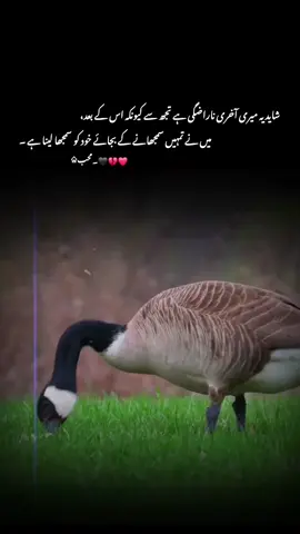 شاید یہ میری آخری ناراضگی ہے تجھ سے کیونکہ اس کے بعد میں نے تمہیں سمجھانے کے بجائے خود کو سمجھا لینا ہے ۔ #1milionaudition #aeshetic #foryou #foryoupage #trending 