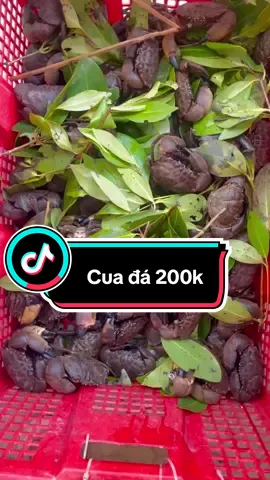 Cua đá thiên nhiên thịt gạch lộn xộn 200🌿#haisantanphu #ancungtiktok #xuhuongtiktok #cuadathiennhien 