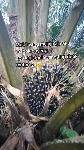 🤕 #sawitontiktok #fyppppppppppppppppppppppp 
