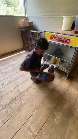 Ada yang tau nama burung ini?#garongjr #ddjayawonogiri #merpatilovers #fypviralシ #bismillahfyp 