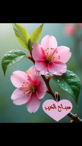 #صباح_الخير #goodmorning #صباحكم_أحلى_صباح #اغاني_عراقيه #اغاني_عربيه 