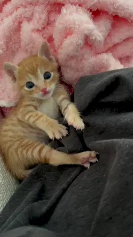 Like this 🥺#catlover #cute #catbaby #littlekitten #kitten 