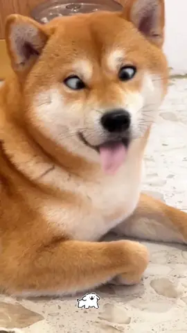 Happy dog 😀❤️🐶#fyp #funnydog #happydog #foryou #dog 