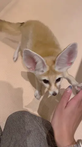 多彩なケビンくん🪄 芸は僕にお任せください🦊 #横浜中華街 #動物カフェharry #フェネック #fennecfox #もふもふ 