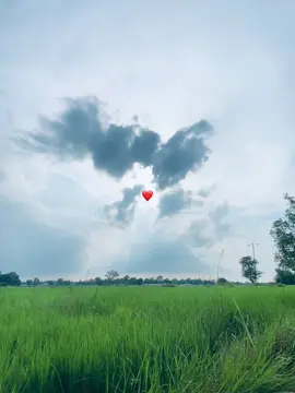 #fyp #foryou #viralvideo #support #naturelover 