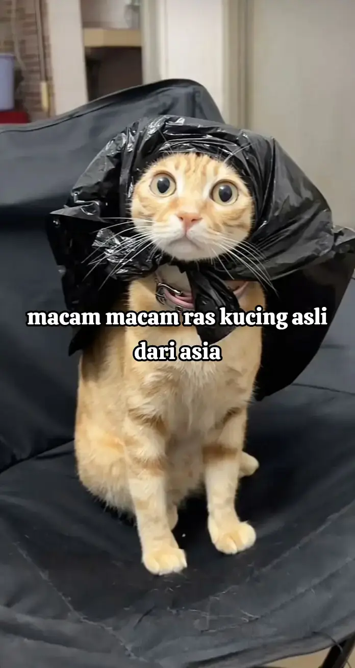 Kalau kita bicara ras kucing asli (bukan hasil persilangan modern), ada beberapa yang memang diakui berasal dari suatu daerah tertentu dan berkembang secara alami tanpa banyak rekayasa manusia. NEXT RAS KUCING APALAGI YANG MAU DIBAHAS? #kucingtiktok #persian #cat #catsoftiktok 