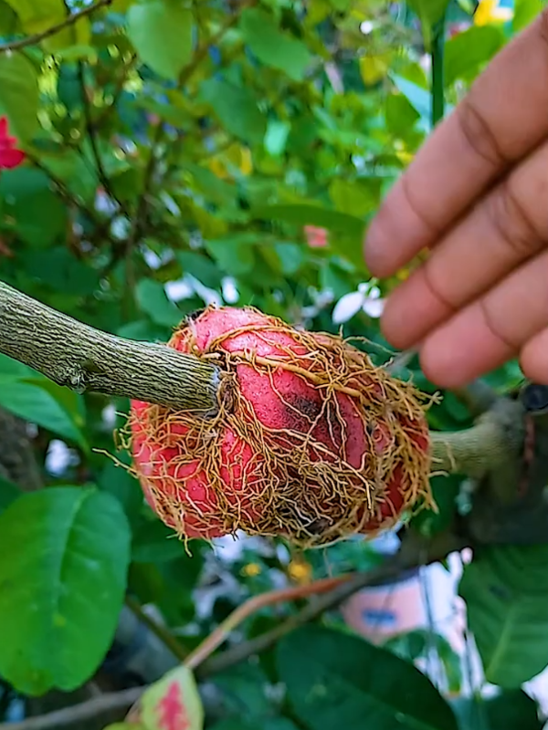 #plantslife 