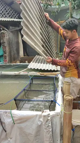 walaupun pesan nya 2 kilo ajah, kita tetap layani dengan baik yaah☺ #lele #peternak #budidayalele #fyp #peternakmuda #promoseruweekend #bibitlele #peternakmilenial #viral 