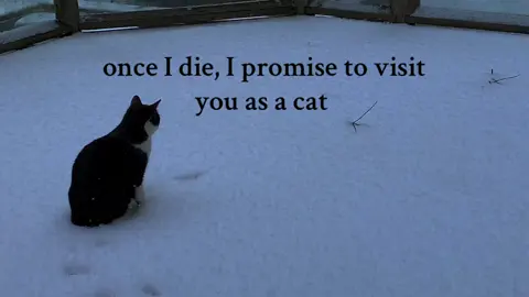 #cat #death #vent #fyp #afterlife 